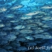 jack_bigeye_dar_h_0043_ecu0812.jpg